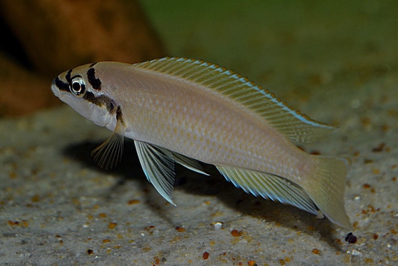 Chalinochromis brichardi